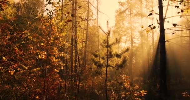 Sisin içinde güneş ışınları parlıyor. Sabah, sonbahar ormanı. — Stok video