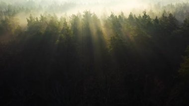 Yaz sabahı çam ormanı şafak vakti, drone manzarası.