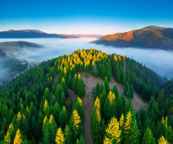 Осенний Лес Яркими Красочными Деревьями Вид Сверху Естественный Фон Текстура — стоковое фото