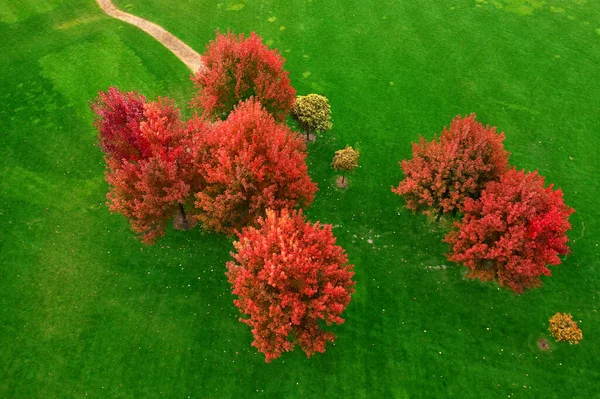 Große Orangefarbene Herbstbäume Vor Einem Hintergrund Leuchtend Grünen Rasens Luftaufnahme — Stockfoto