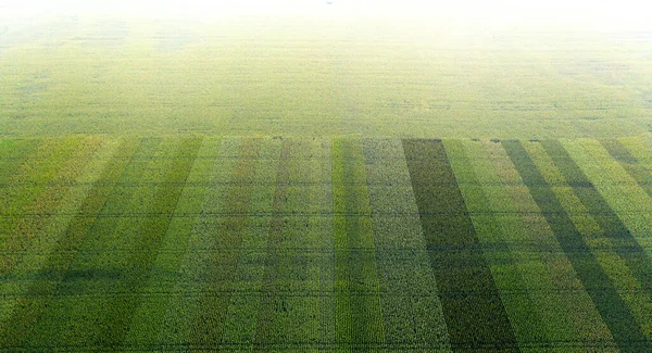 Field with young juicy corn. Top view. — Stock Photo, Image