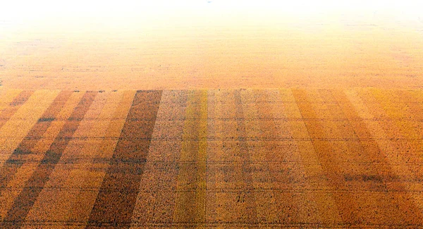 Experimental field with different varieties of corn. Drone view. — Stock Photo, Image