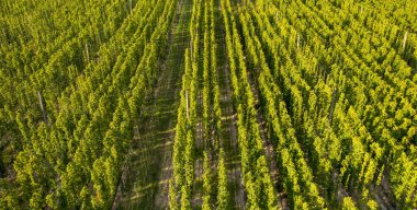 Zıpzıp yetiştirmek için tarla tarlaları. Drone görünümü.