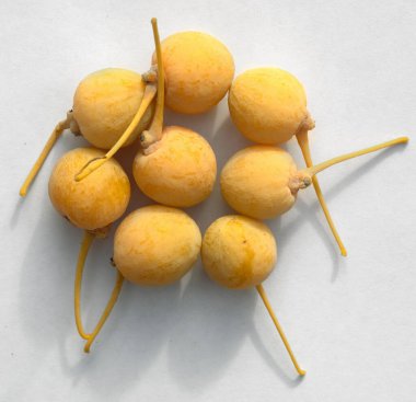 Beyaz arka planda Ginkgo meyvesi. Üst görünüm.