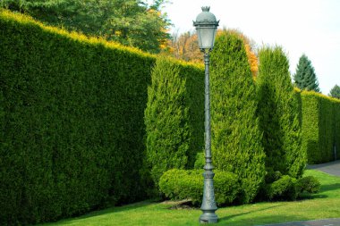 Bahçe düzenleme, bir haydut çiti ve diğer bitkilerden oluşur.