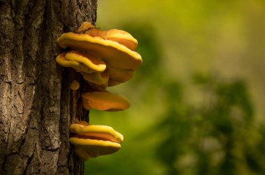 Trüf mantarı boynuz demeti gövdesinde yetişir. Seçici odak.