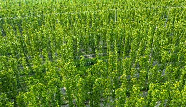 Pole do uprawy chmielu jako uprawy rolnej. Widok drona. — Zdjęcie stockowe