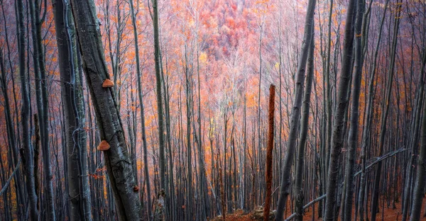 Bosque de haya de otoño en una ladera de montaña —  Fotos de Stock