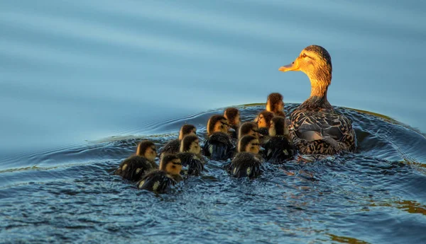 Canard sauvage avec une grande couvée de canetons. — Photo