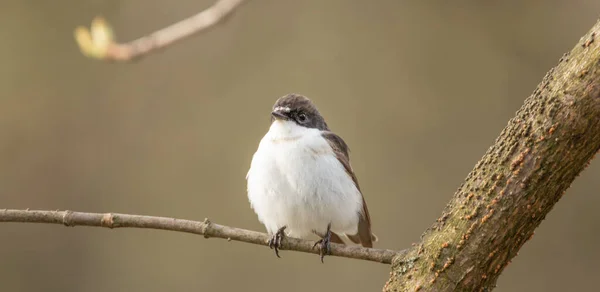 Ficedula hypoleuca ist ein kleiner Vogel aus der Familie der Fliegenfänger — Stockfoto