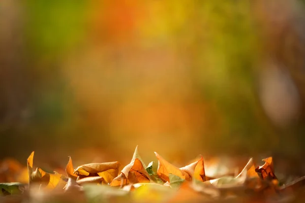 Lehullott sárga tölgyfa levelek esőcseppekkel. Makró. — Stock Fotó