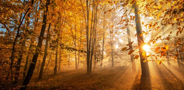 Les rayons du soleil dans la forêt brumeuse d'automne. — Photo