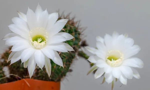 Due grandi fiori di cactus luminosi su uno sfondo bianco. Focus selettivo. — Foto Stock