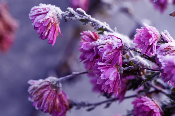 冷凍紫菊の花は雪と霜で覆われています. — ストック写真