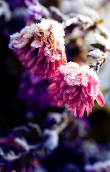 Frozen purple chrysanthemum flowers are covered with snow and frost. — Stock Photo, Image