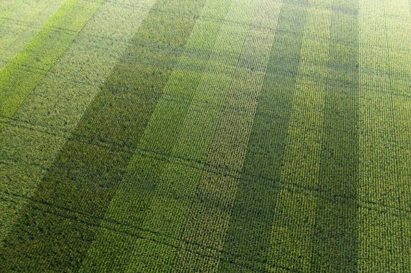 Field with young juicy corn. Top view. — Stock Photo, Image