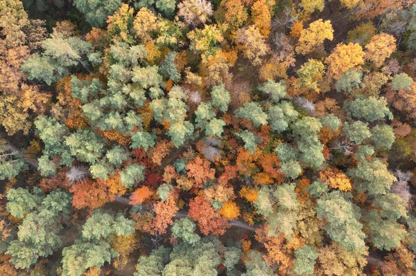 Осенний лиственный вид на вершину леса, природный фон или текстуру. — стоковое фото