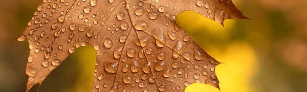 Feuilles de chêne jaune déchiré avec gouttes de pluie. Macro. — Photo