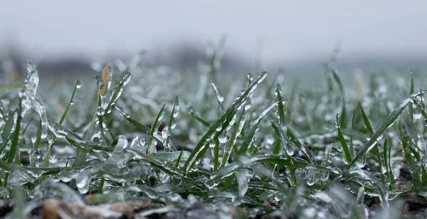 Culturas de trigo de inverno são cobertas com gelo. macro — Fotografia de Stock