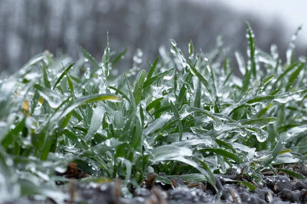Culturas de trigo de inverno são cobertas com gelo. macro — Fotografia de Stock