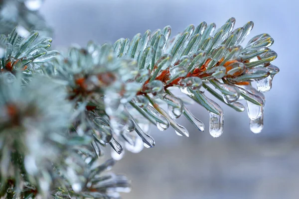 Ciclos de gelo em um ramo de uma árvore de Natal azul, close-up. — Fotografia de Stock