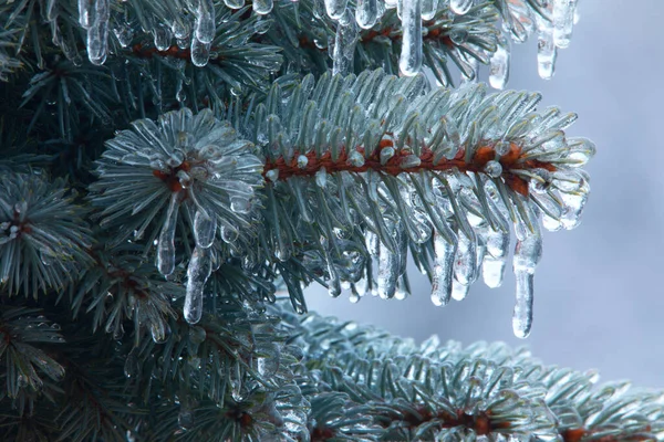Ciclos de gelo em um ramo de uma árvore de Natal azul, close-up. — Fotografia de Stock