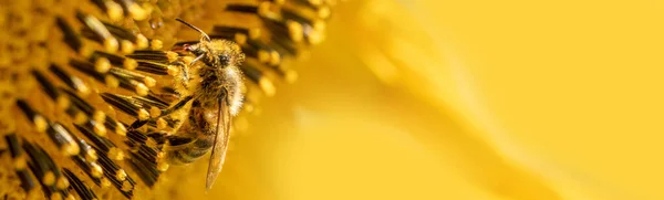 Abeja miel recoge néctar de flores de girasol. —  Fotos de Stock