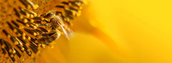 Honigbiene sammelt Nektar aus Sonnenblumenblüten. — Stockfoto