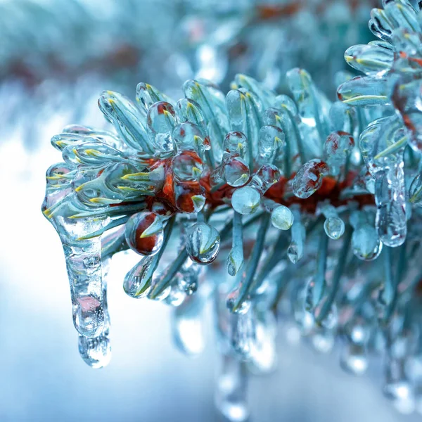 Ciclos de gelo em um ramo de uma árvore de Natal azul, close-up. — Fotografia de Stock