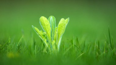 Çimlerin üzerinde yabani otlarla kirletilmiş. Makro Seçici Odaklanma.