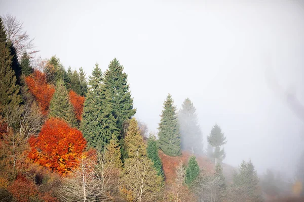 Alpiner Herbst Laubwald Über Wolken Drohnenblick — Stockfoto