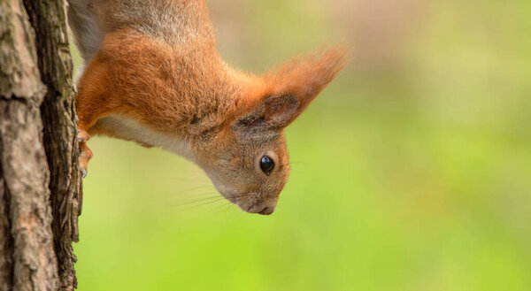 Banner, nature with place for text. Red squirrel sitting on a tree, close-up.