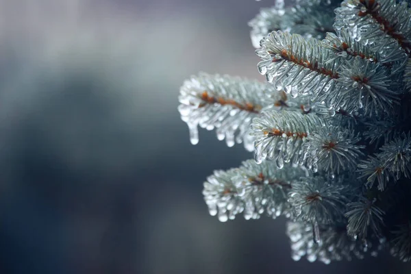 Ciclos Gelo Ramo Uma Árvore Natal Azul Close Conceito Partir — Fotografia de Stock