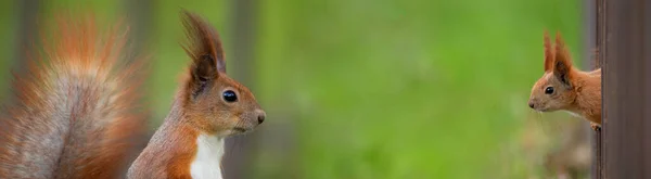 Banner Természet Szöveggel Vörös Mókus Egy Fán Közelkép — Stock Fotó