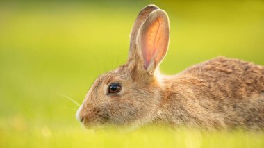 Gri küçük yerli tavşan yeşil çimlerde otluyor. Seçici odaklanma. Yakın plan..