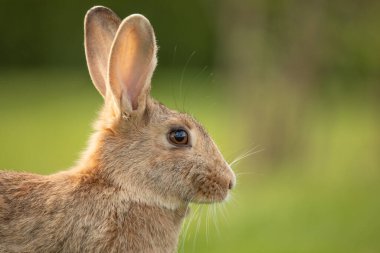 Gri küçük yerli tavşan yeşil çimlerde otluyor. Seçici odaklanma. Yakın plan..