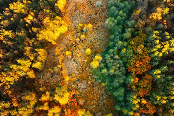 Φθινοπωρινό Κωνοφόρο Δάσος Κοντά Στο Βάλτο Αεροφωτογραφία — Φωτογραφία Αρχείου