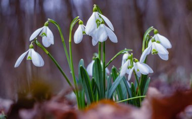Kar damlaları. İlk bahar çiçekleri. Nadir bulunan bir bitki. Seçici odak.