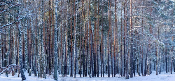 Заснеженные Деревья Зимнем Лесу Восход Солнца — стоковое фото