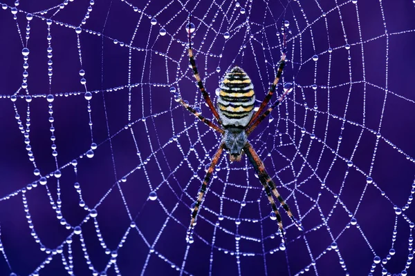 Yabanarısı Örümceği Argiopa Örümceği Bahçe Zehirli Örümceği Insanlar Için Bir — Stok fotoğraf