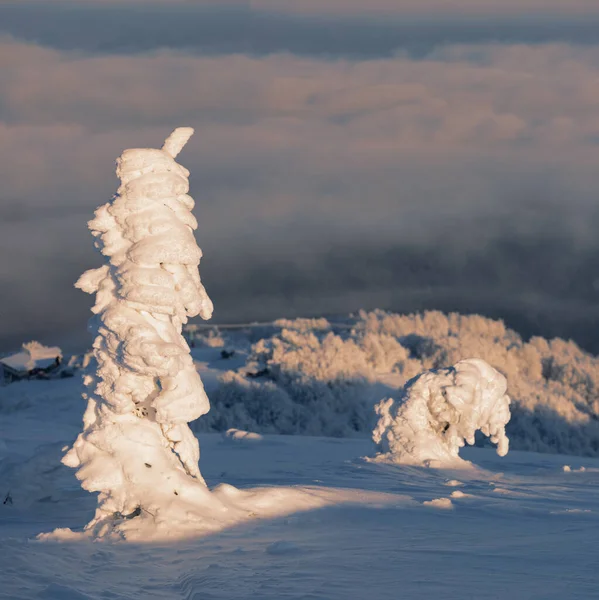 Inverno Paisagem Montanhosa Totalmente Coberto Com Árvore Neve Topo Montanha — Fotografia de Stock