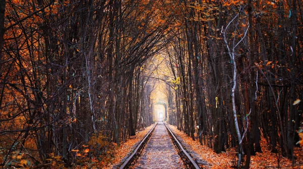 Železnice Lese Tunel Stromů Nad Železnicí Oblíbené Místo Pro Milované — Stock fotografie