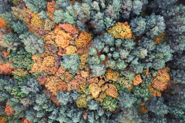 Herbstlicher Nadelwald Der Nähe Des Sumpfes Luftaufnahme — Stockfoto