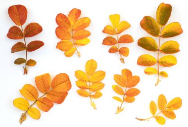 Beyaz arka planda düşmüş sarı gül yaprakları olan çerçeve. Sonbahar kompozisyon üst görünümü.