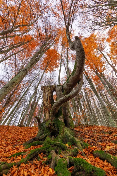 Őszi Erdő Fényes Színes Fák Tetejére Néző Természetes Háttér Vagy — Stock Fotó