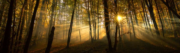 Maravilhosa Paisagem Outono Raios Sol Uma Floresta Outono Borrada Cores — Fotografia de Stock