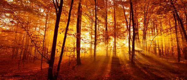 Wonderful autumn landscape. The rays of the sun in a brightly colored blurred autumn forest. Natural background.