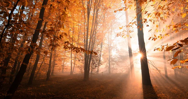 Чудовий Осінній Пейзаж Промені Сонця Яскраво Розмитому Осінньому Лісі Природний — стокове фото