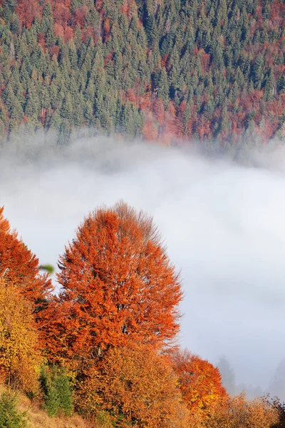 Outono Alpino Floresta Caduca Acima Das Nuvens Vista Drone — Fotografia de Stock