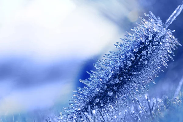 Hielo Matutino Hierba Hoarfrost Cultivos Trigo Invierno Daño Los Cultivos — Foto de Stock